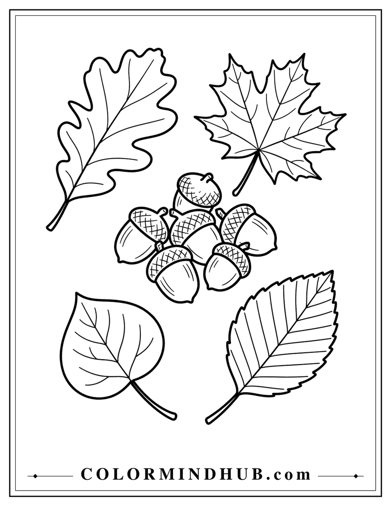 Four different autumn leaves arranged with simple acorn caps in a balanced seasonal design - fall leaves coloring page