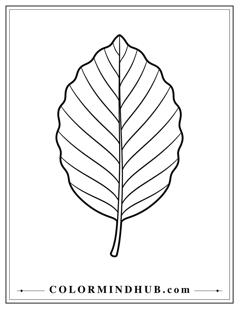 Large oval-shaped beech leaf with gently curved edges and evenly spaced natural veins - autumn leaf coloring page