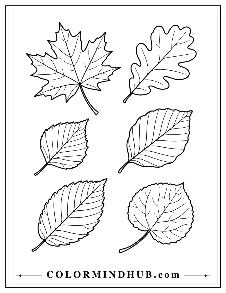 Collection of six different autumn leaves including maple, oak, birch, beech, elm, and aspen shapes - fall leaves coloring page